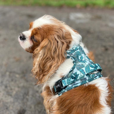 Harnais pour chien anti-traction - Comfy Amazonia